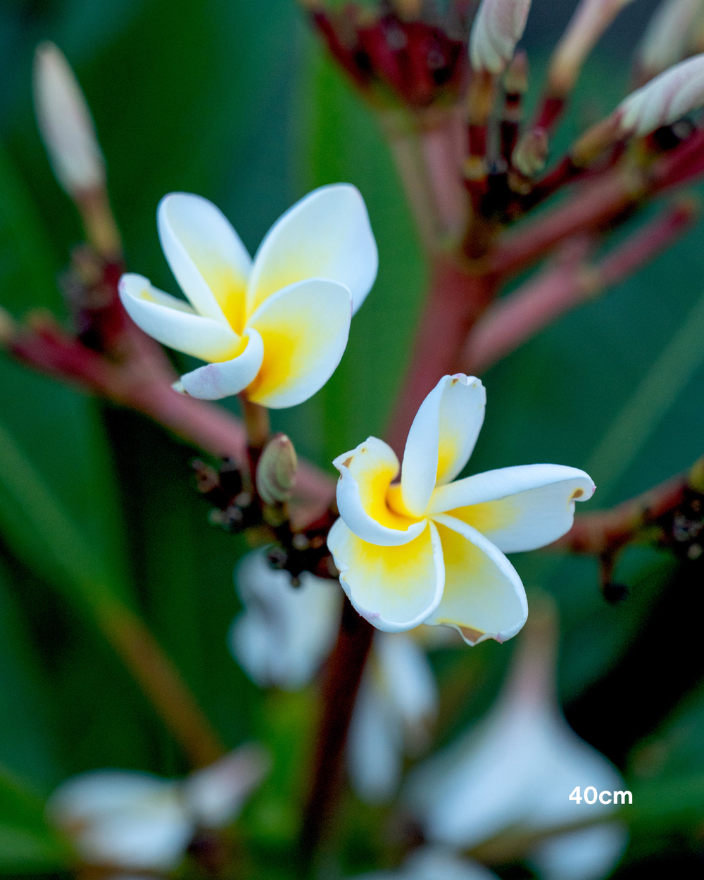 Plumeria rubra acutifolia White Frangipani