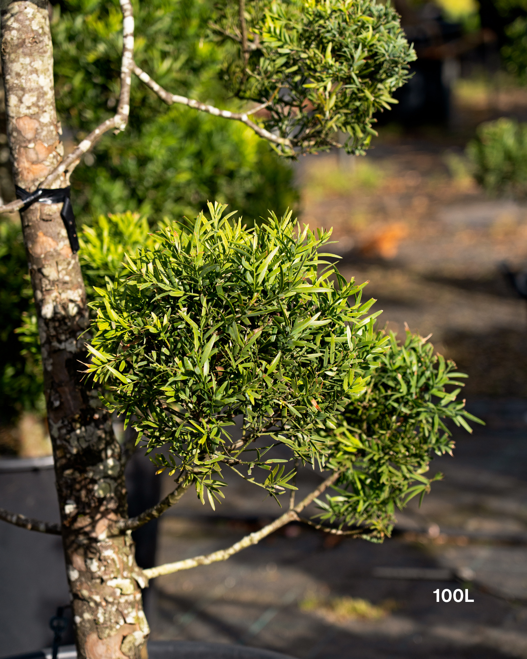 Podocarpus falcatus Clouds