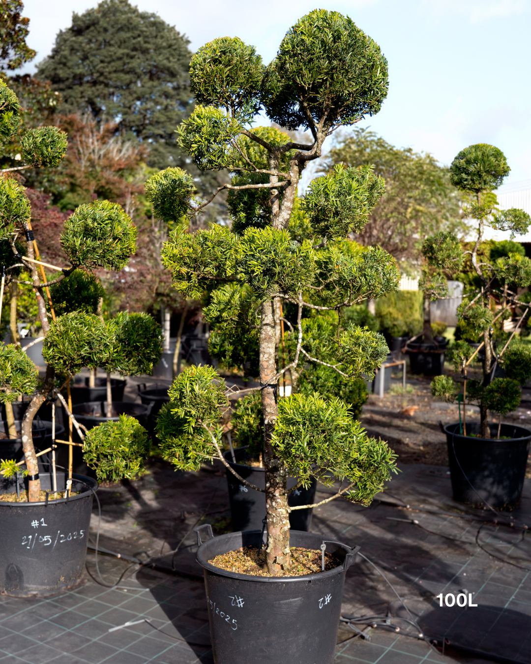 Podocarpus falcatus Clouds