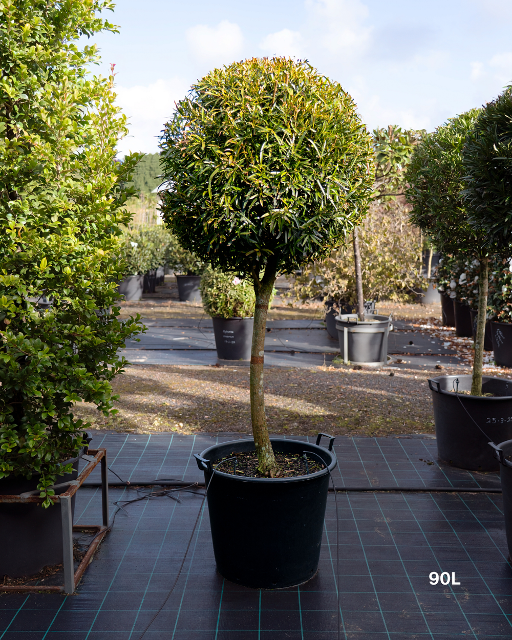 Podocarpus elatus – Brown Pine / Plum Pine
