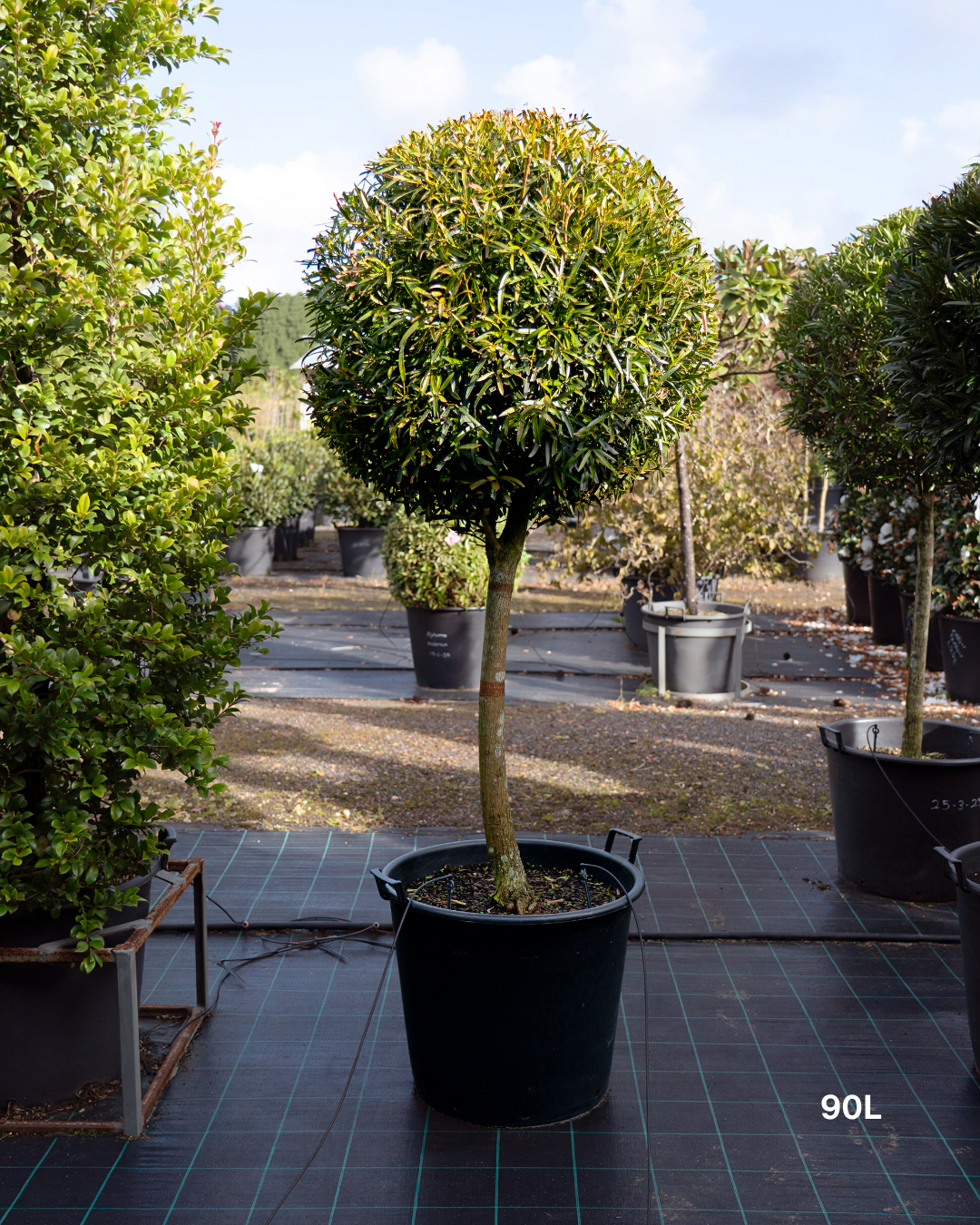 Podocarpus elatus