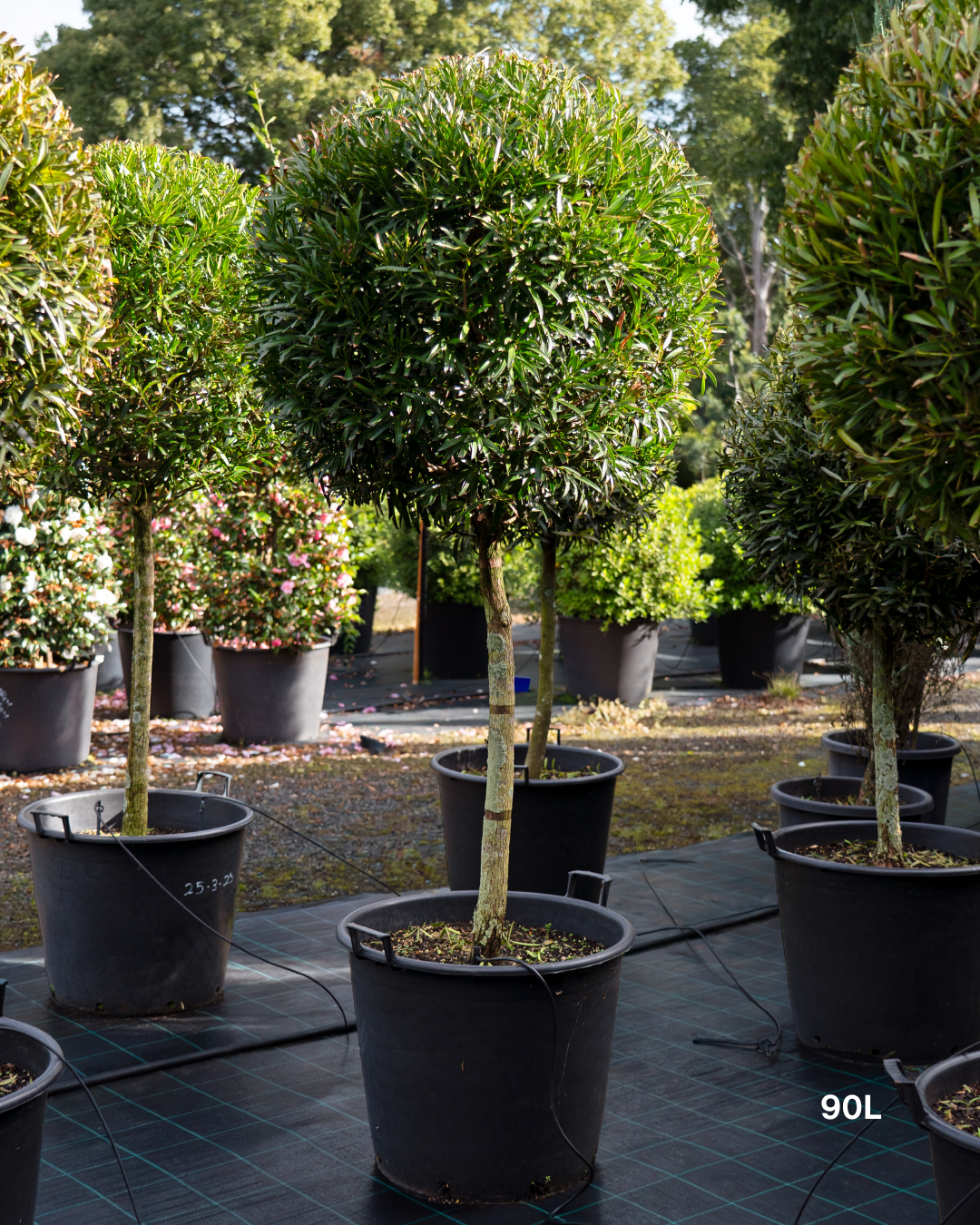 Podocarpus elatus – Brown Pine / Plum Pine