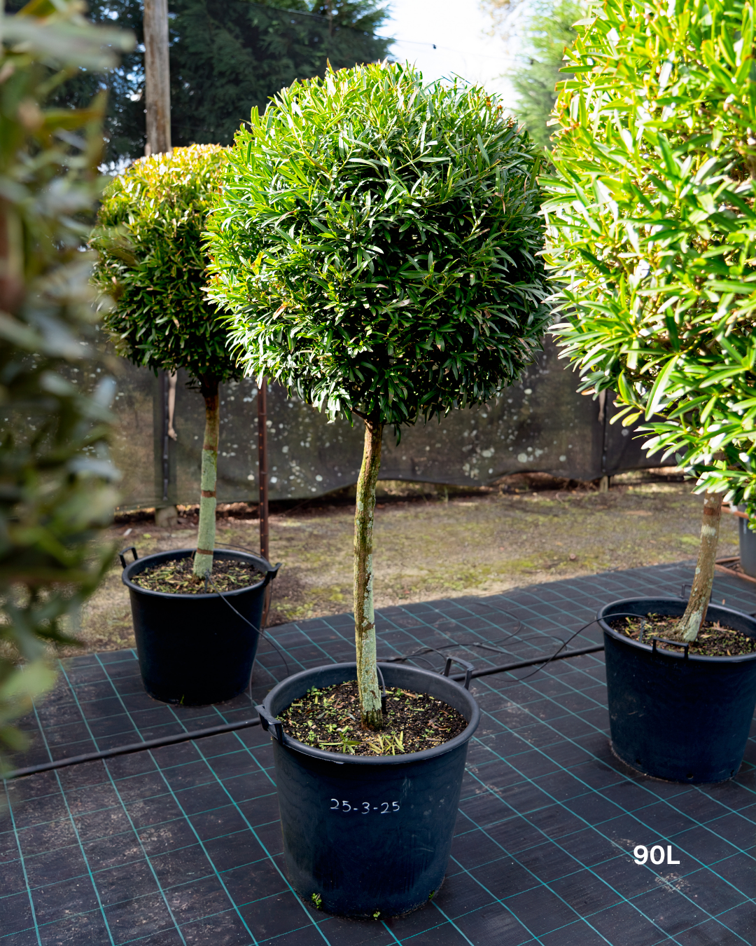 Podocarpus elatus – Brown Pine / Plum Pine