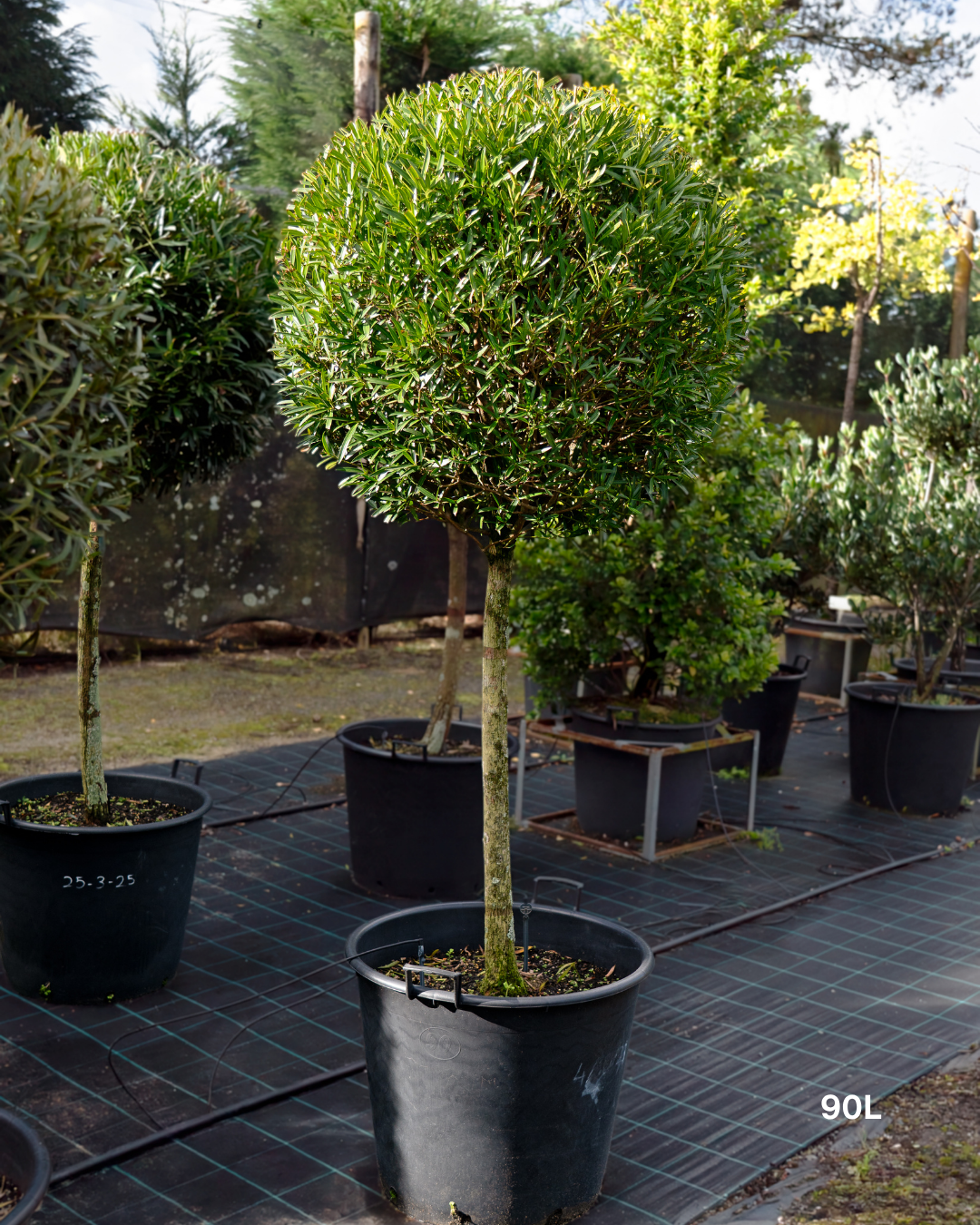 Podocarpus elatus – Brown Pine / Plum Pine