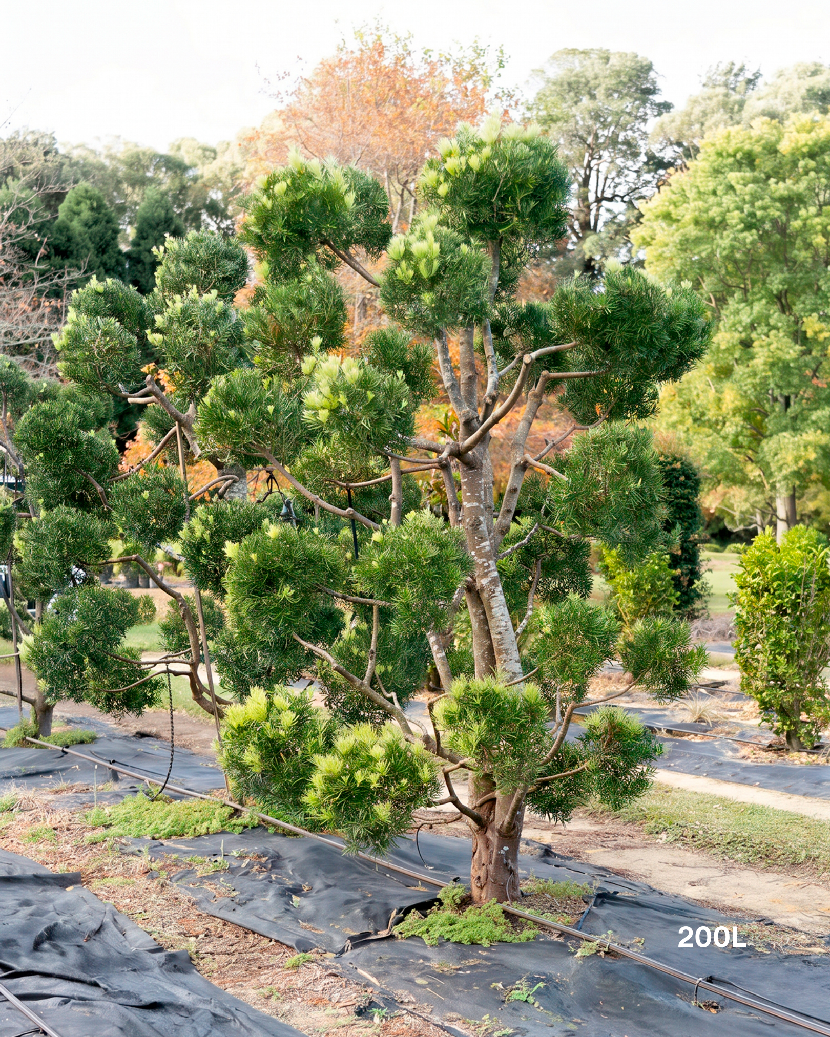 Podocarpus falcatus Clouds