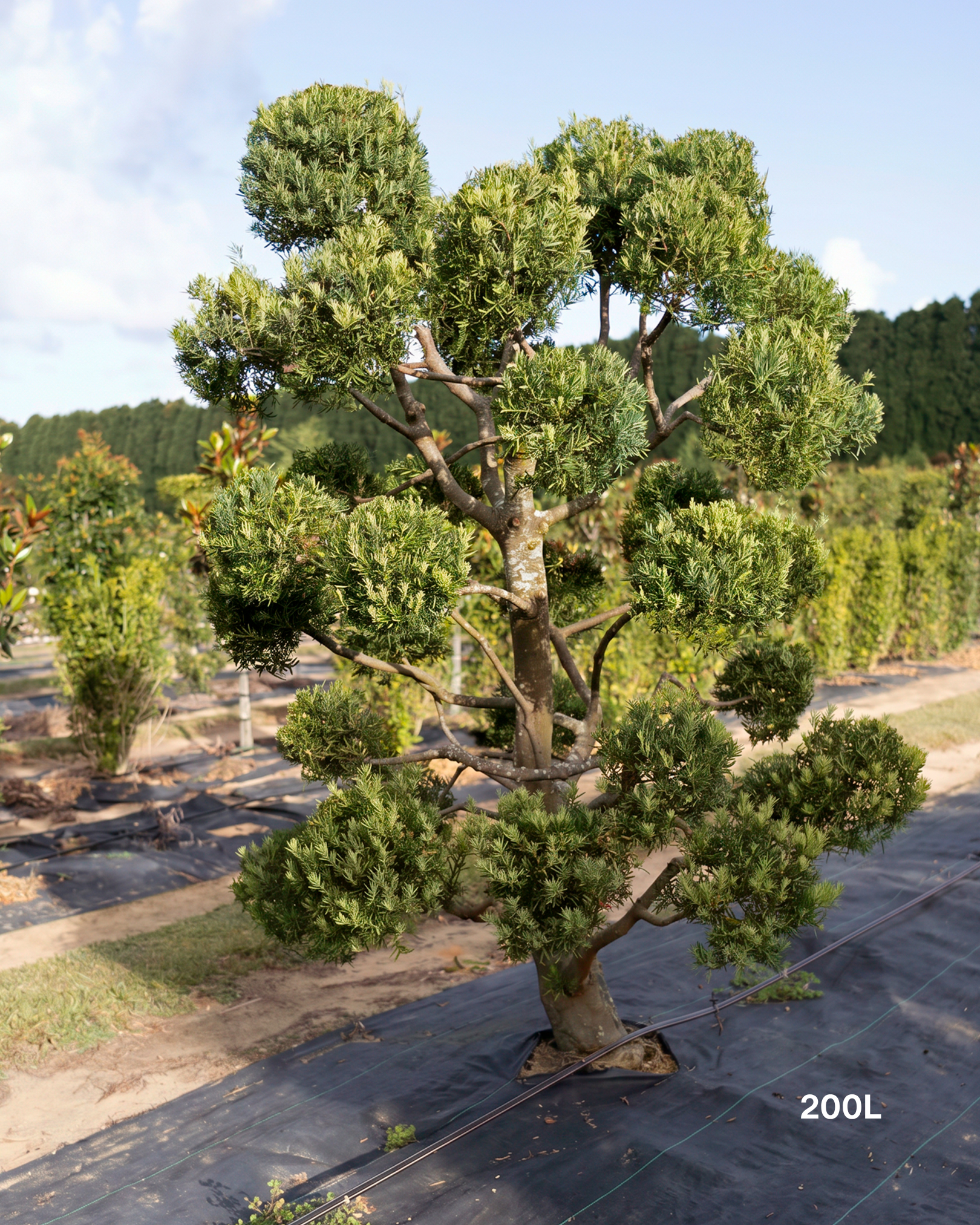 Podocarpus falcatus Clouds