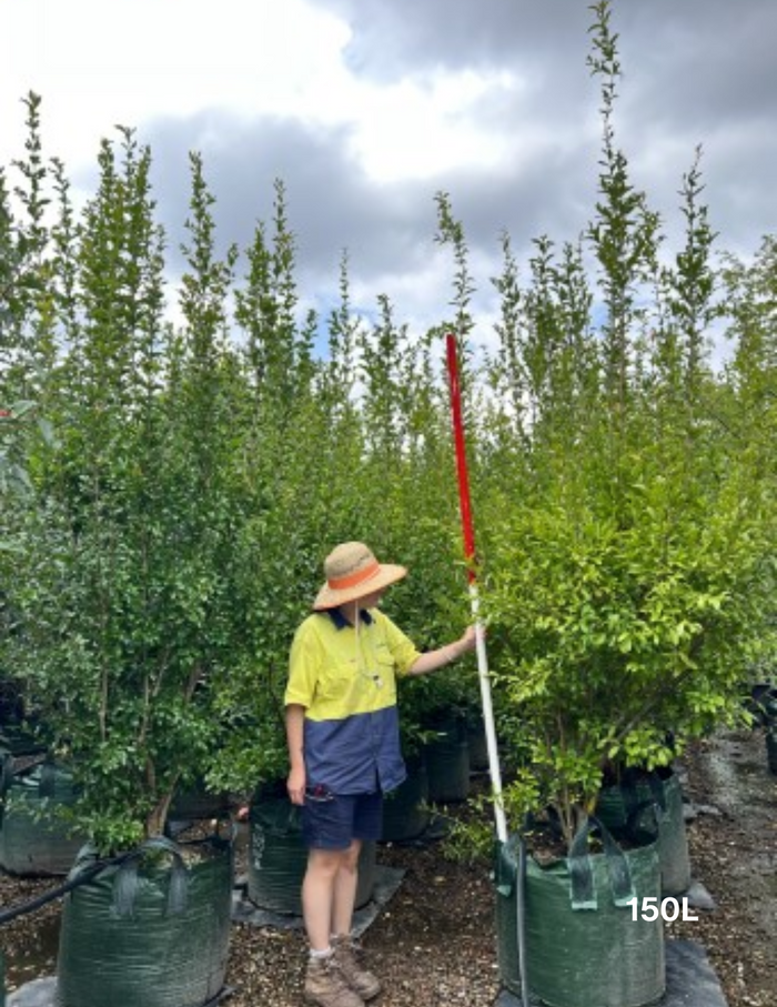 Punica granatum 'Wonderful' Pomegranate Tree - Evergreen Trees Direct