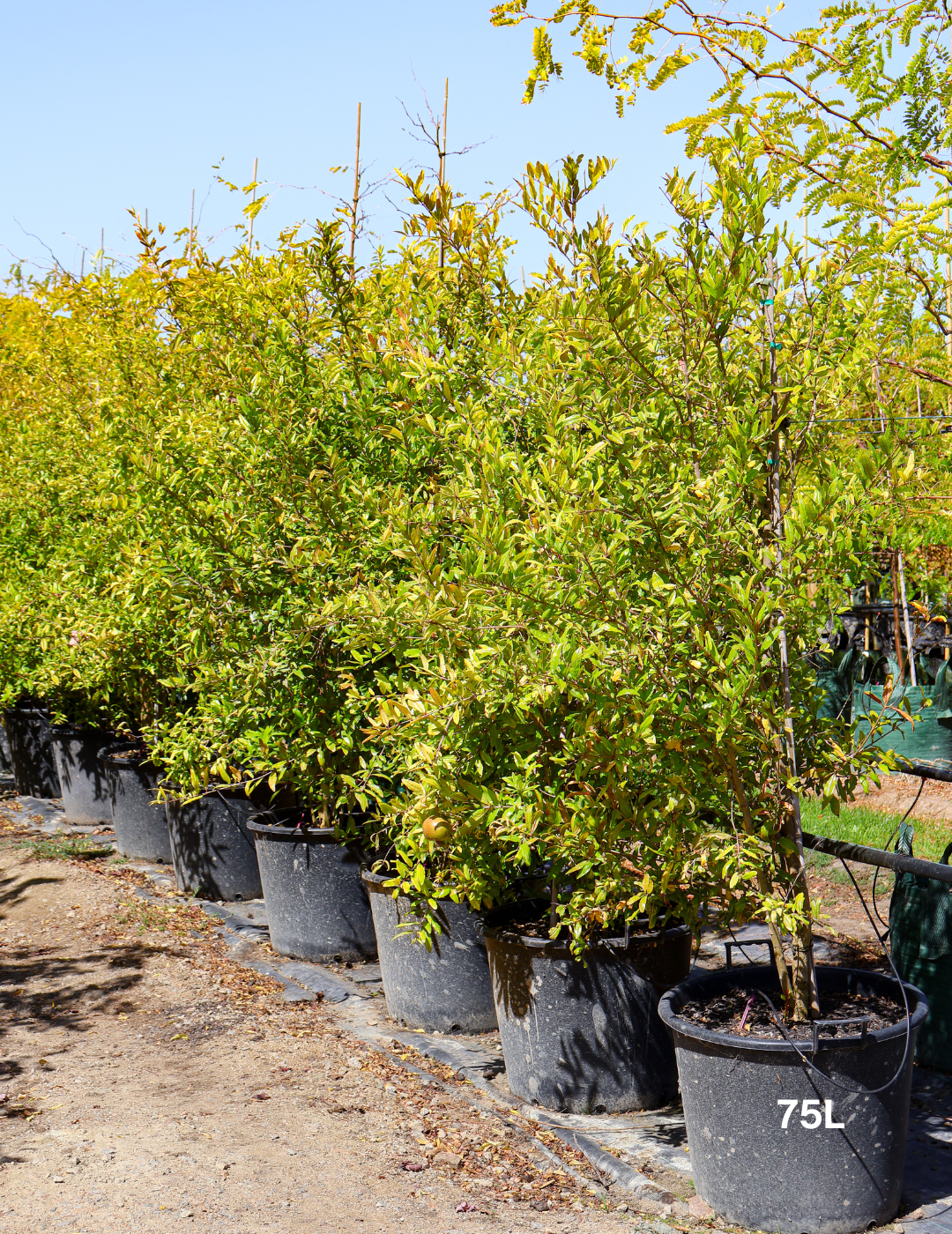 Punica granatum 'Wonderful'