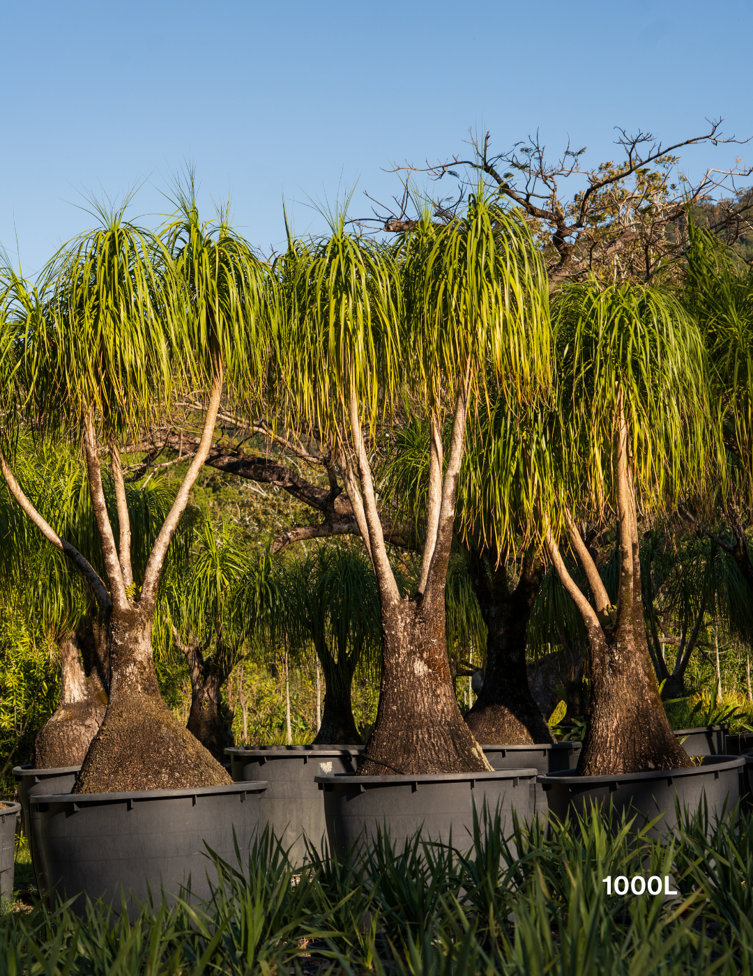 Beaucarnea recurvata - Ponytail palm - Evergreen Trees Direct