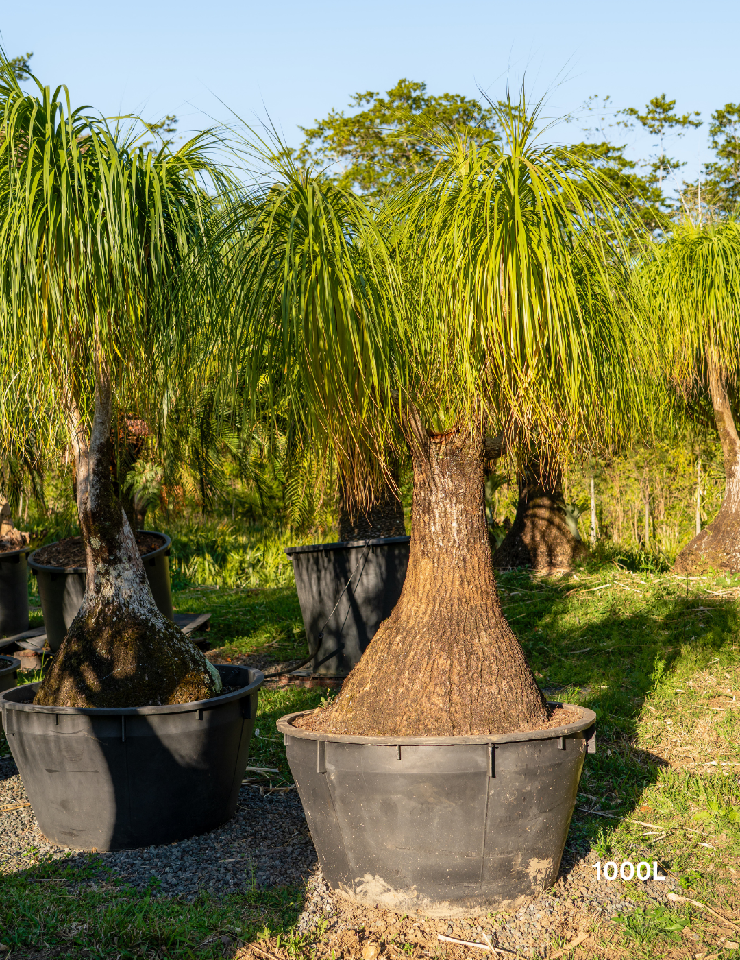 Beaucarnea recurvata - Ponytail palm - Evergreen Trees Direct