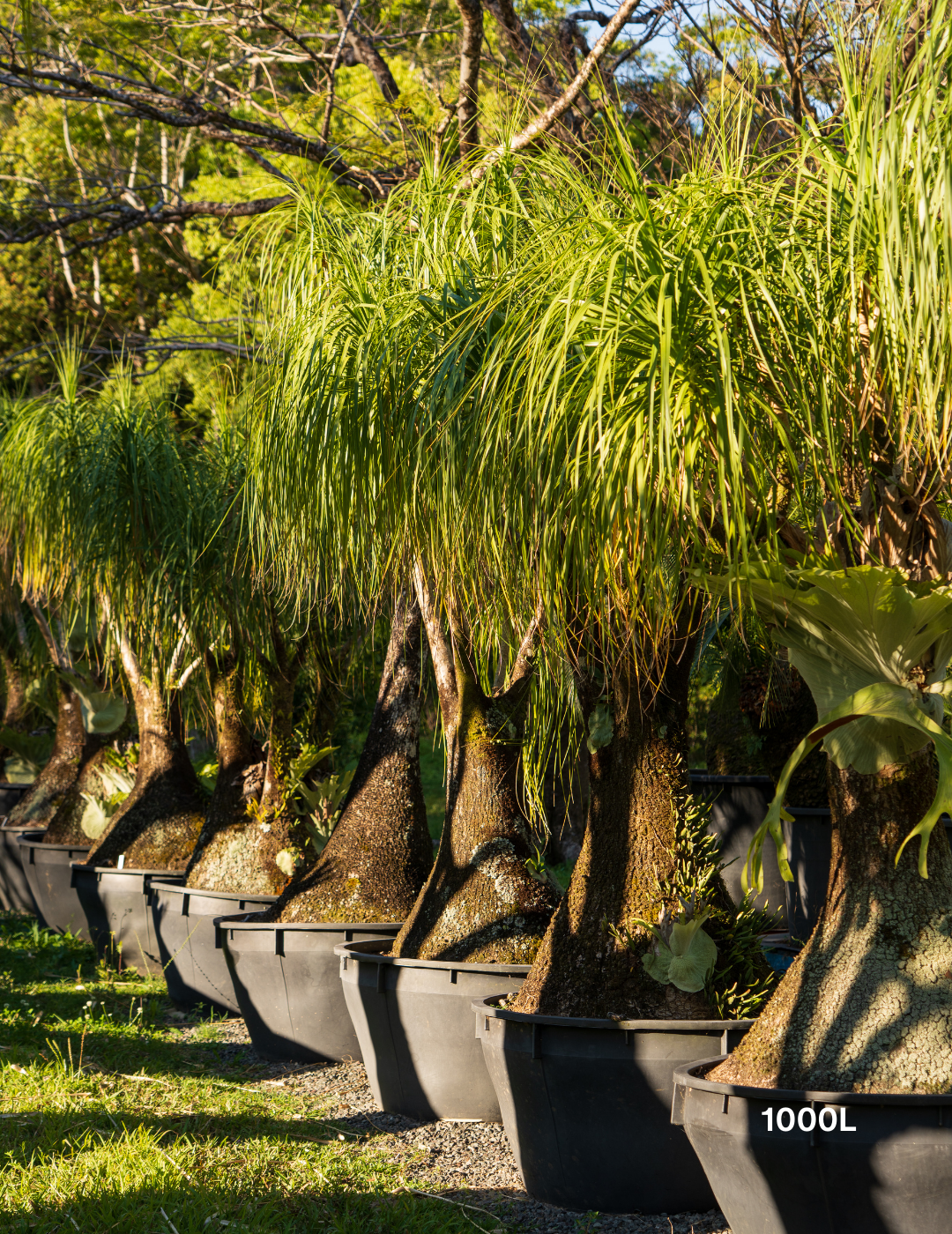 Beaucarnea recurvata - Ponytail palm - Evergreen Trees Direct