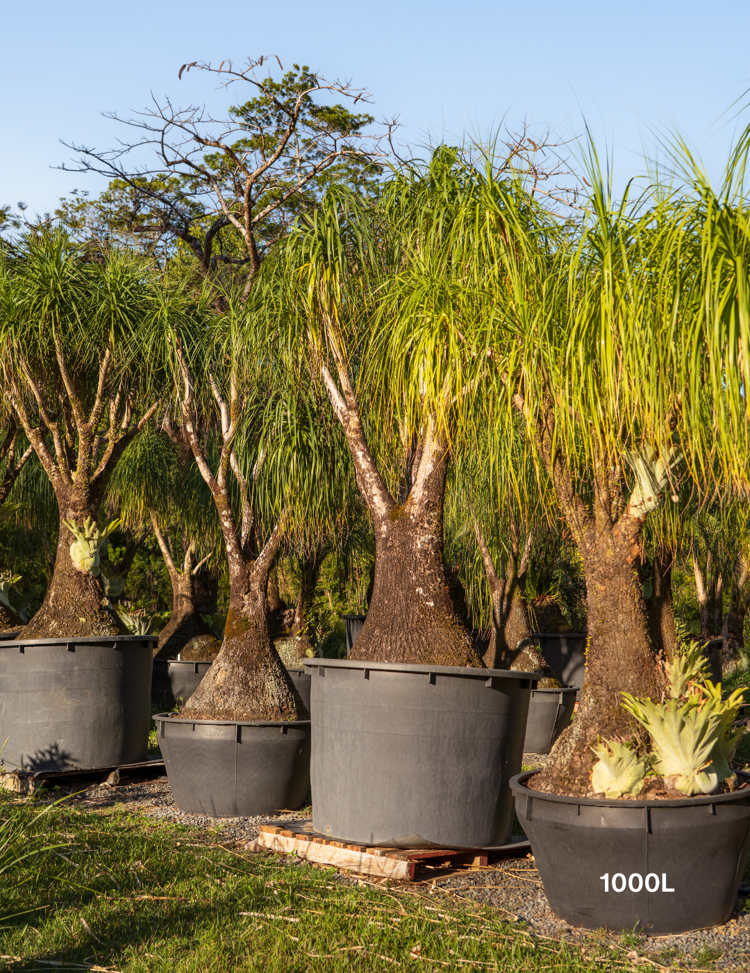 Beaucarnea recurvata - Ponytail palm