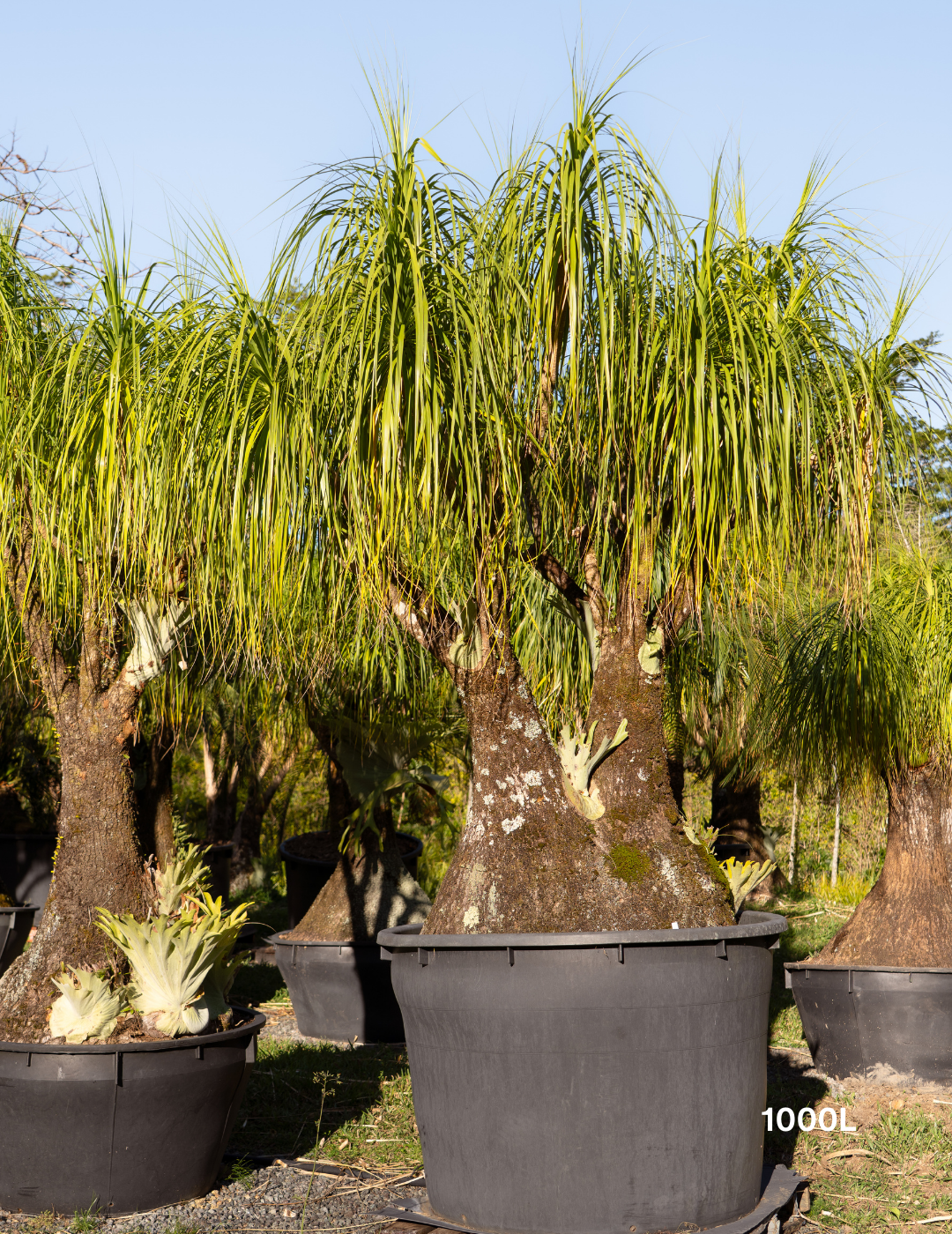 Beaucarnea recurvata - Ponytail palm - Evergreen Trees Direct