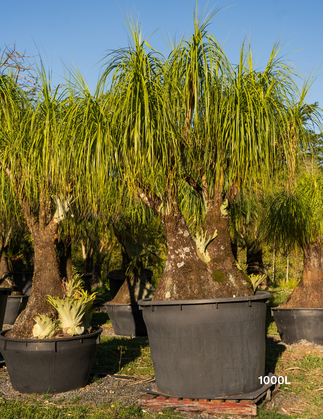 Beaucarnea recurvata - Ponytail palm - Evergreen Trees Direct