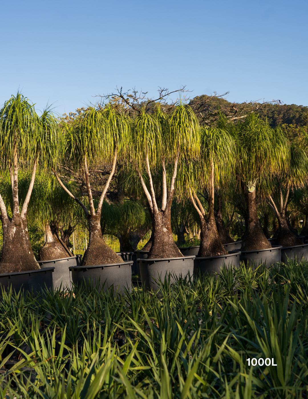 Beaucarnea recurvata - Ponytail palm - Evergreen Trees Direct
