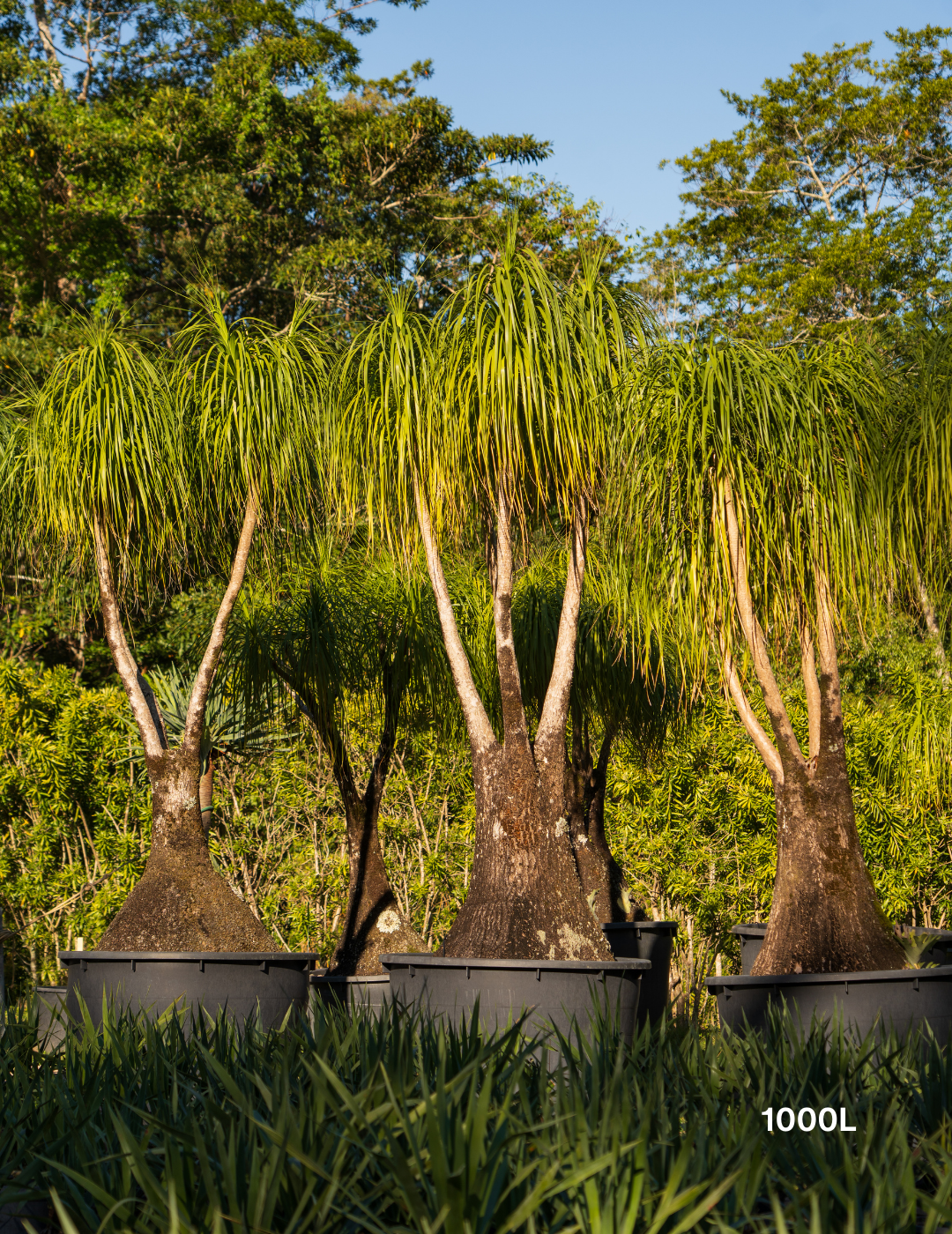 Beaucarnea recurvata - Ponytail palm - Evergreen Trees Direct