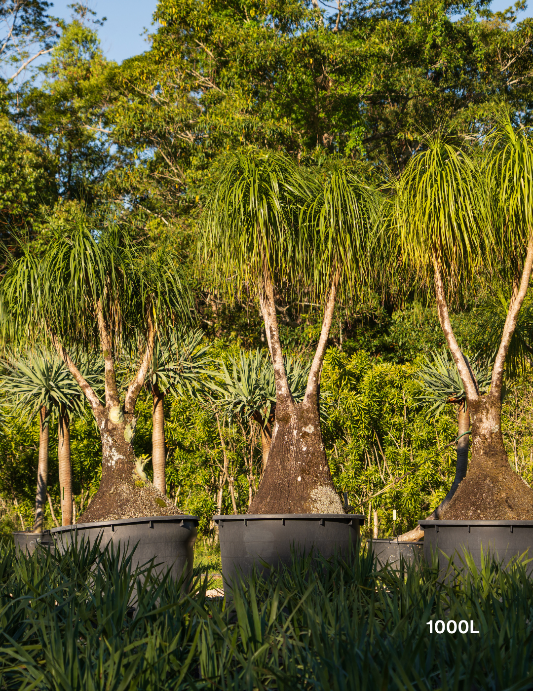 Beaucarnea recurvata - Ponytail palm - Evergreen Trees Direct