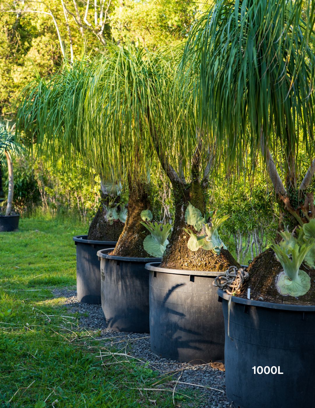 Beaucarnea recurvata - Ponytail palm - Evergreen Trees Direct