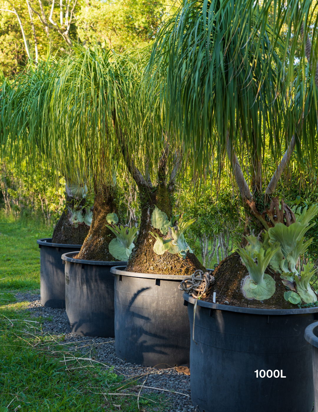 Beaucarnea recurvata - Ponytail palm - Evergreen Trees Direct