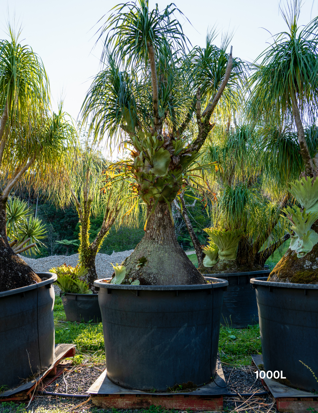 Beaucarnea recurvata - Ponytail palm - Evergreen Trees Direct