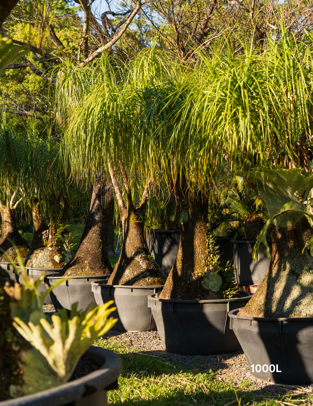 Beaucarnea recurvata - Ponytail palm - Evergreen Trees Direct