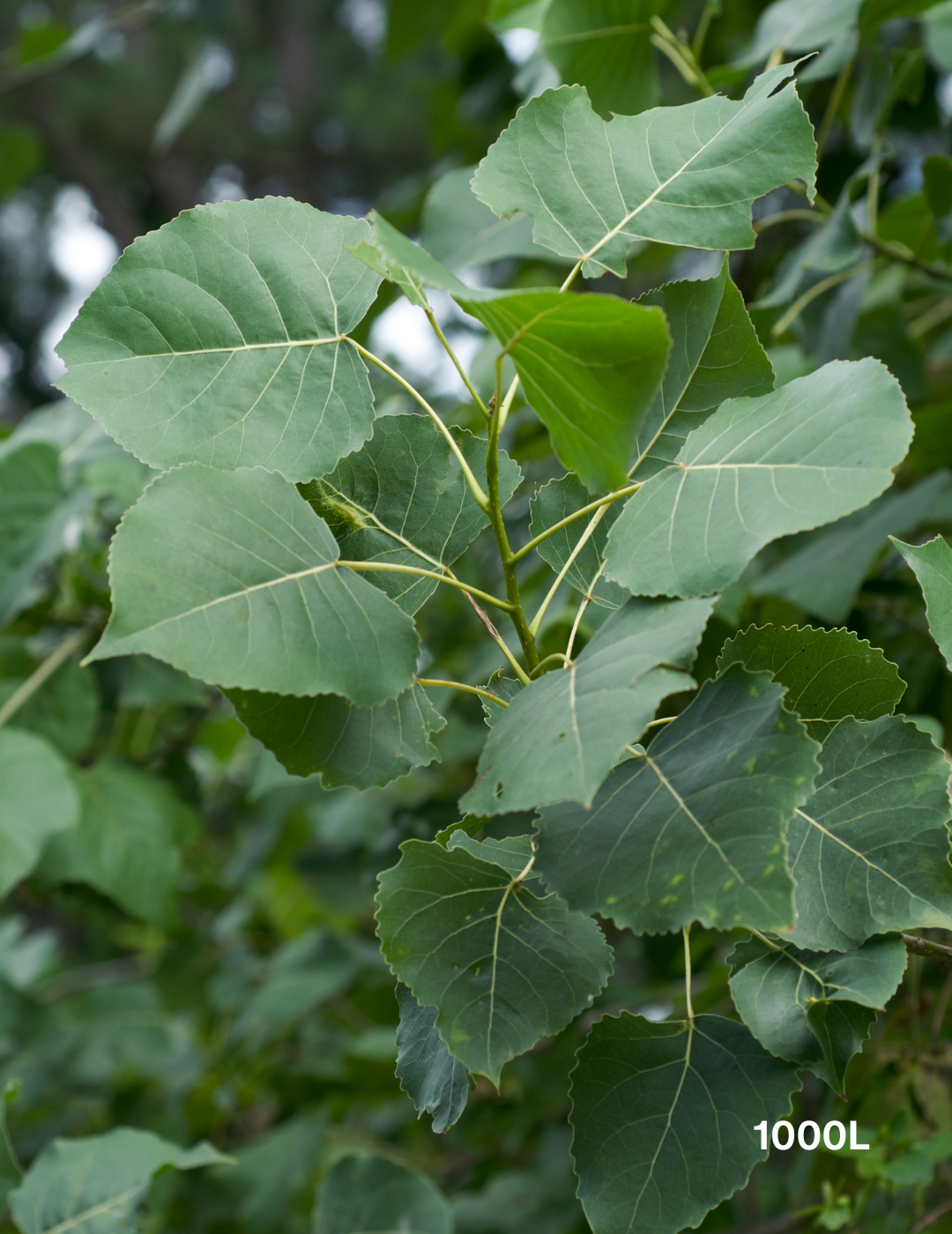 Populus deltoides - Evergreen Trees Direct