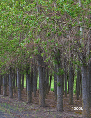 Populus deltoides - Evergreen Trees Direct