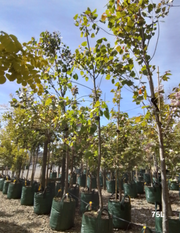 Populus deltoides - Evergreen Trees Direct