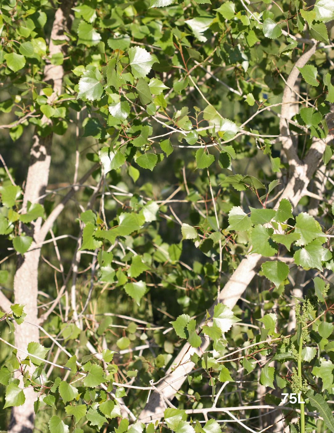 Populus deltoides - Evergreen Trees Direct