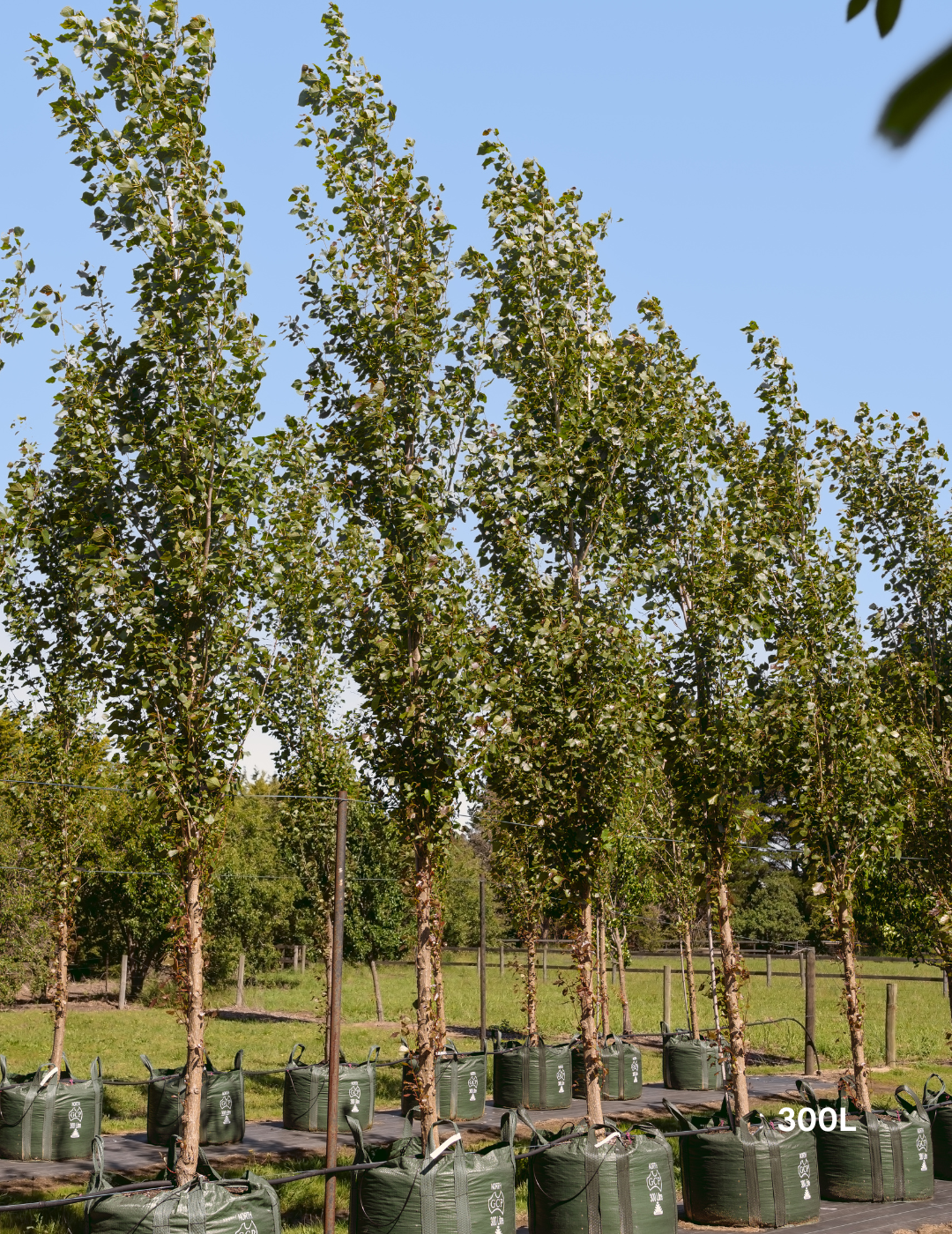 Populus euramericana nigra 'Crows Nest' - Evergreen Trees Direct