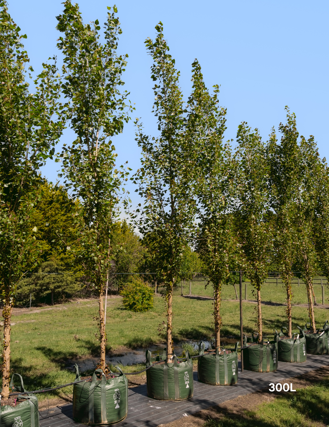 Populus euramericana nigra 'Crows Nest' - Evergreen Trees Direct