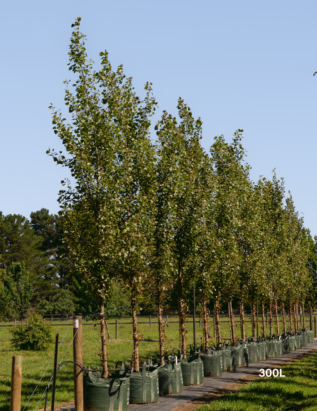 Populus euramericana nigra 'Crows Nest'