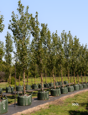 Populus euramericana nigra 'Crows Nest' - Evergreen Trees Direct