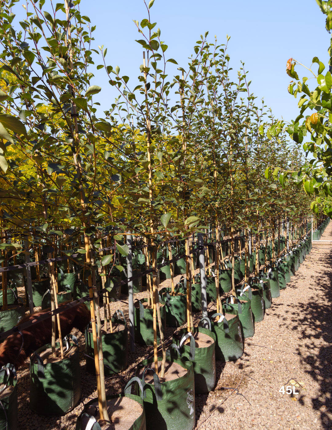 Populus simonii – Simon Poplar - Evergreen Trees Direct