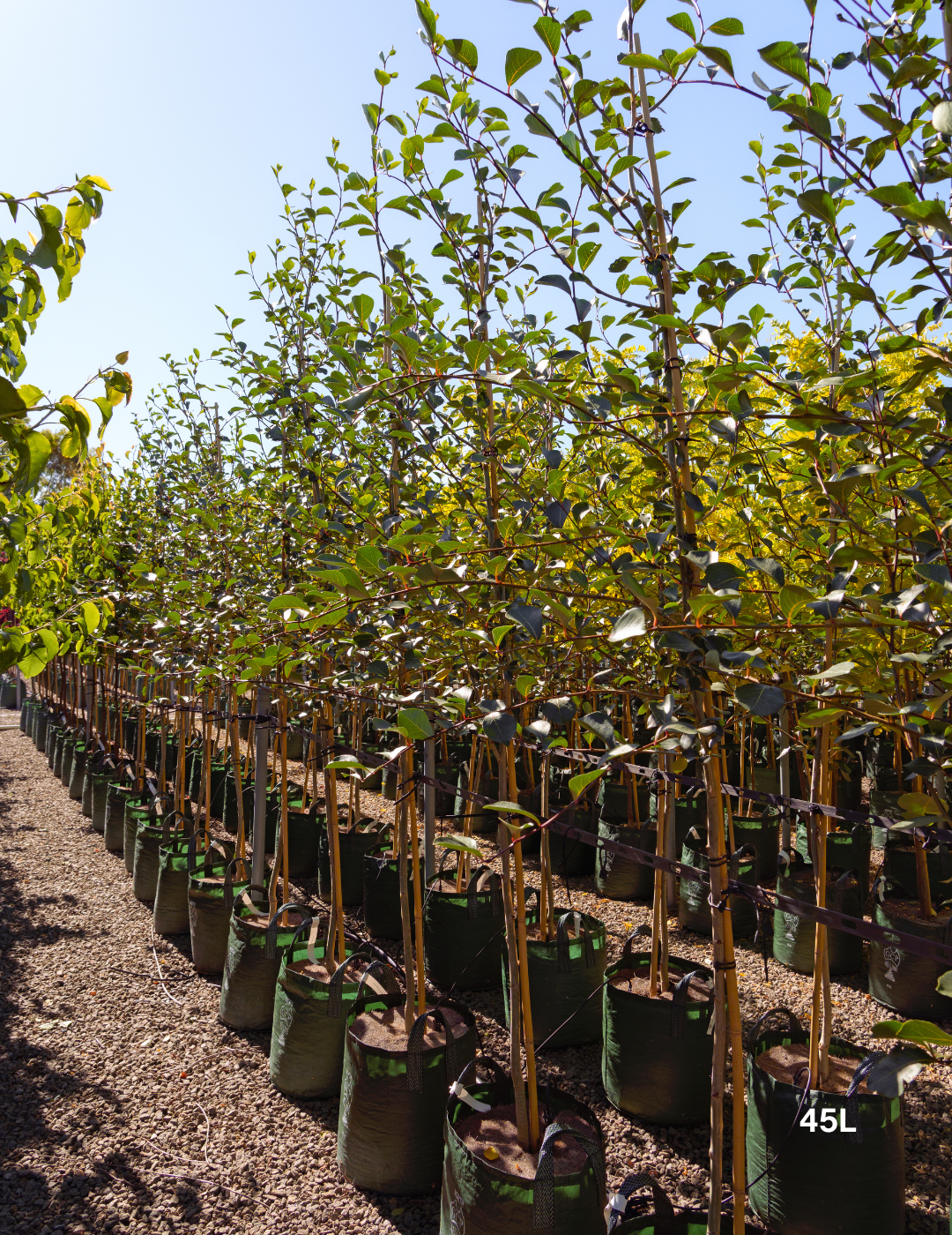 Populus simonii – Simon Poplar - Evergreen Trees Direct
