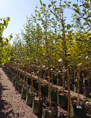 Populus simonii – Simon Poplar - Evergreen Trees Direct