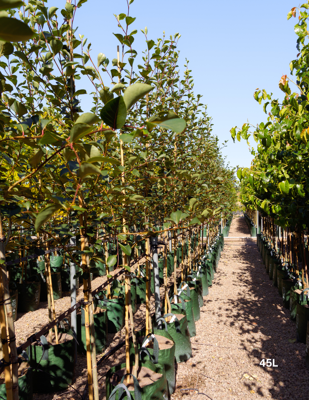 Populus simonii – Simon Poplar - Evergreen Trees Direct