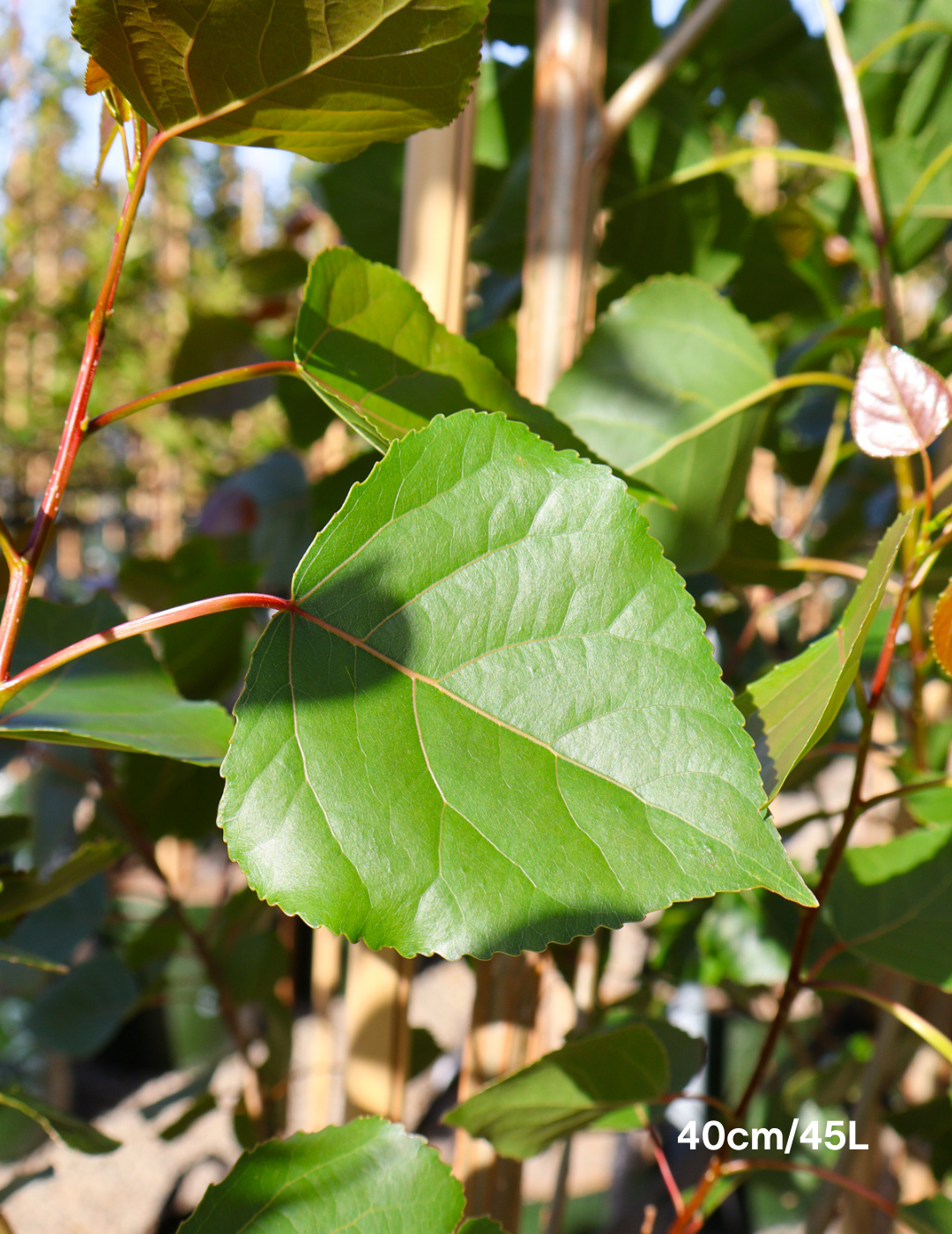 Populus x P euramericana 'Veronese' - Evergreen Trees Direct