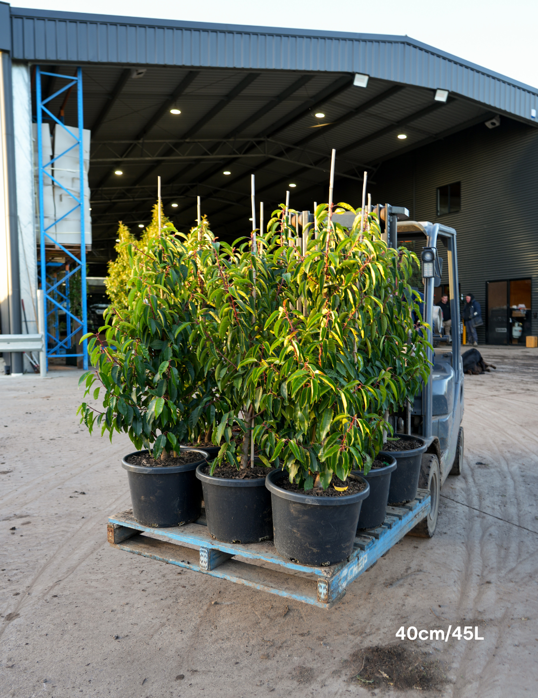 Prunus lusitanica - Portugese laurel - Evergreen Trees Direct