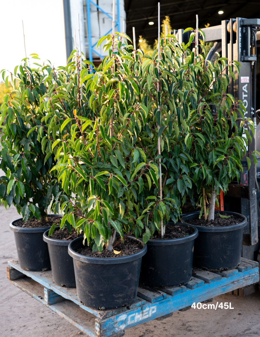 Prunus lusitanica - Portugese laurel - Evergreen Trees Direct