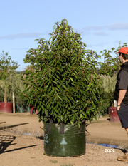 Prunus lusitanica - Portugese laurel - Evergreen Trees Direct
