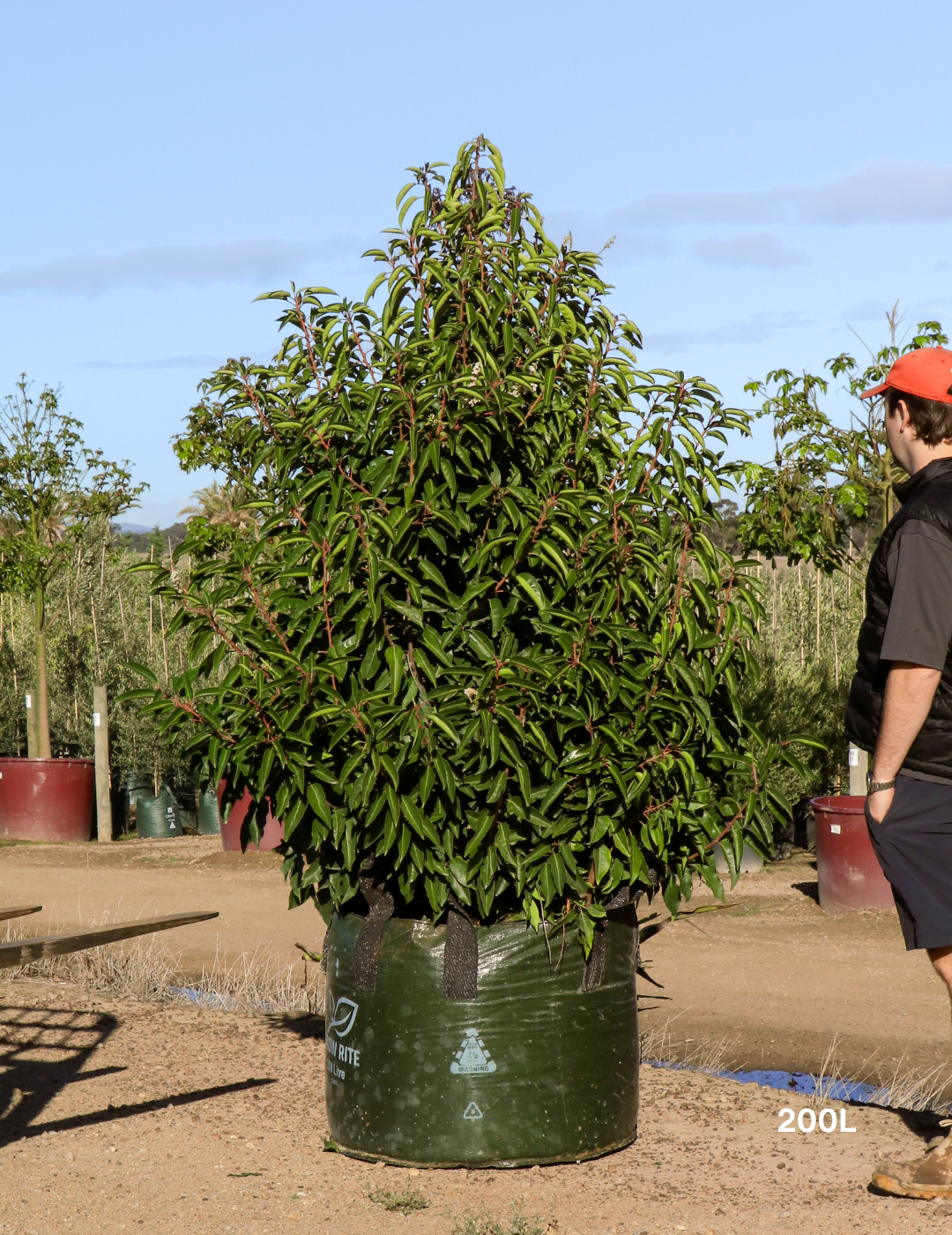 Prunus lusitanica - Portugese laurel - Evergreen Trees Direct