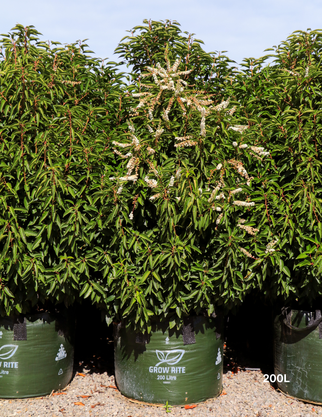 Prunus lusitanica - Portugese laurel - Evergreen Trees Direct