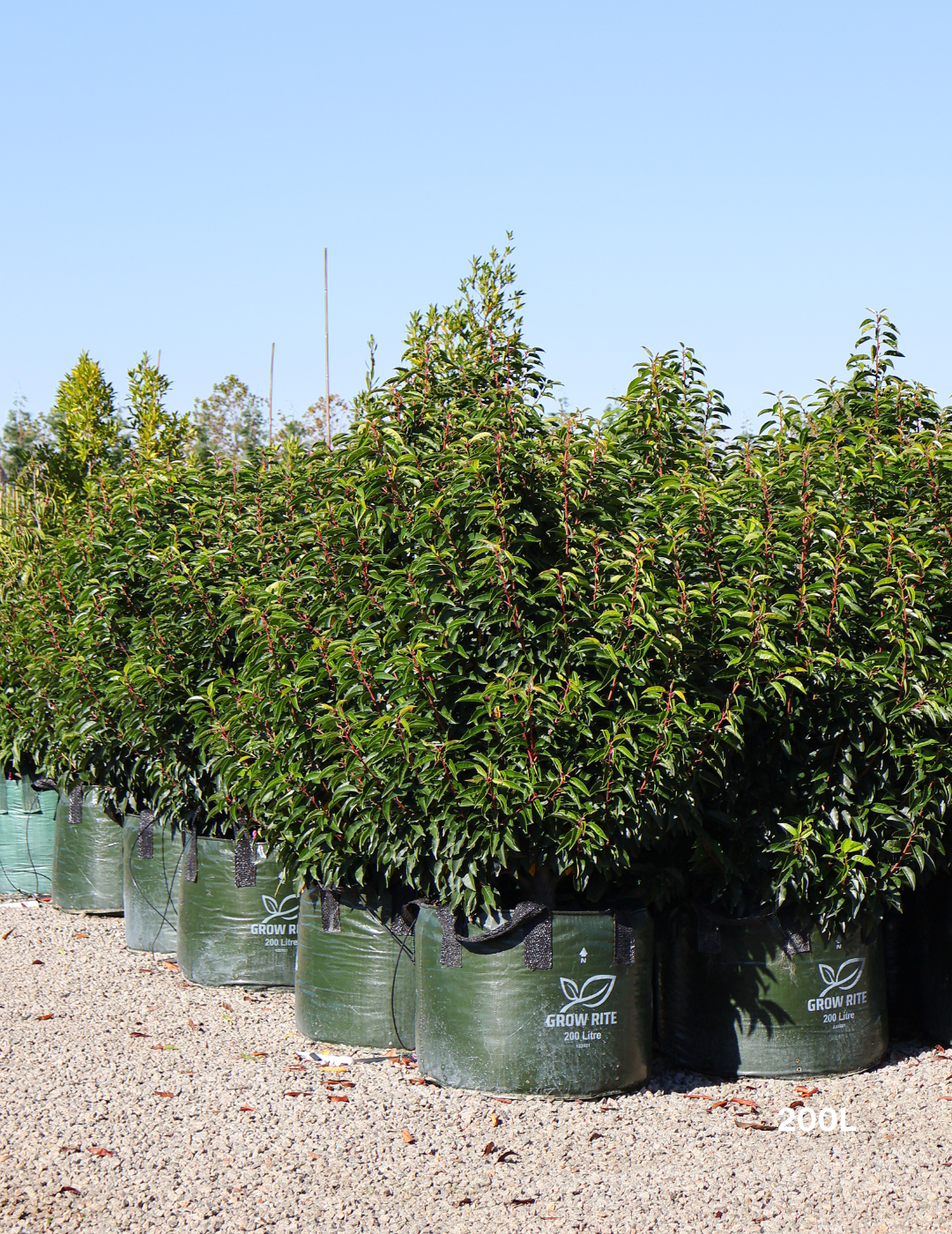 Prunus lusitanica - Portugese laurel - Evergreen Trees Direct