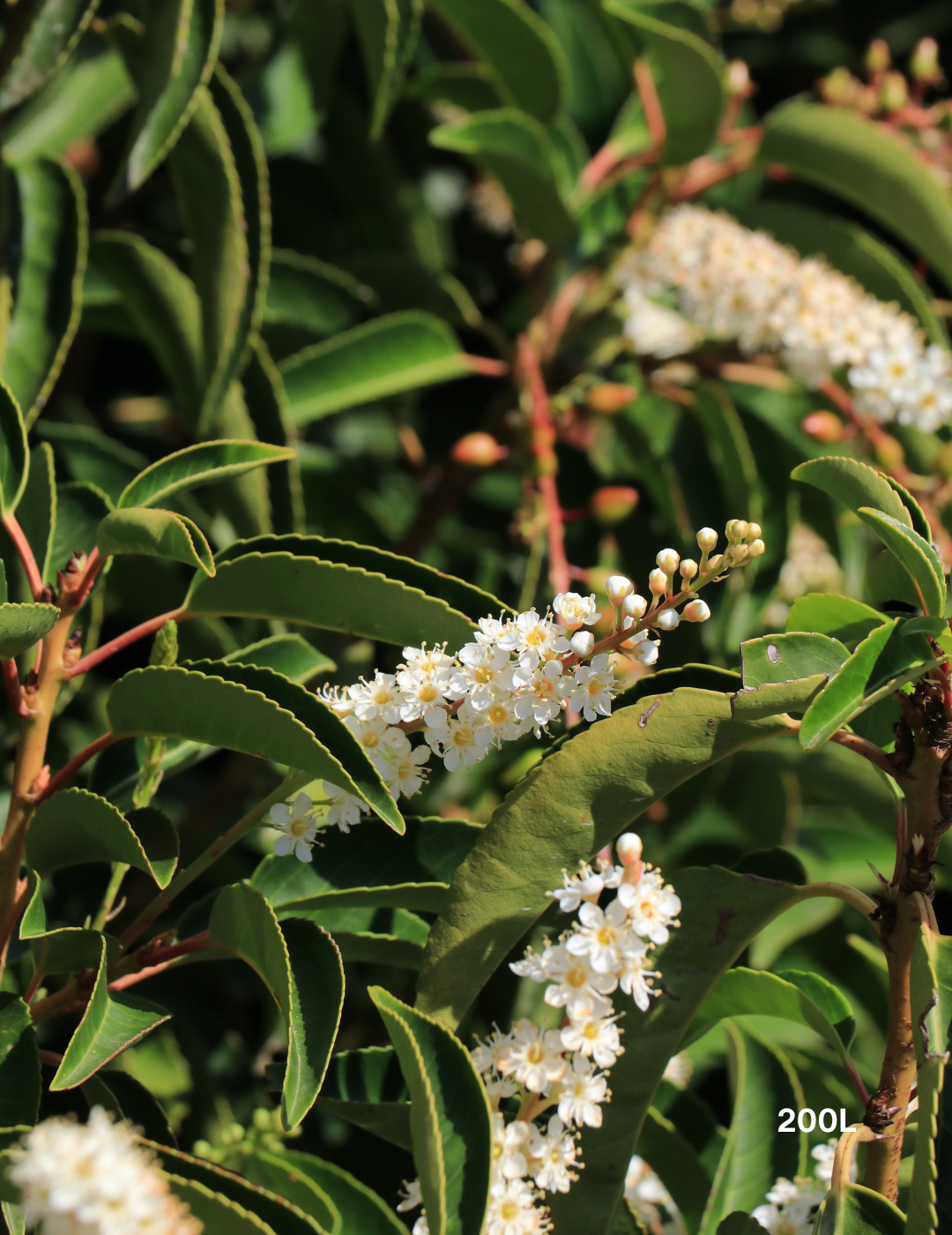 Prunus lusitanica - Portugese laurel - Evergreen Trees Direct