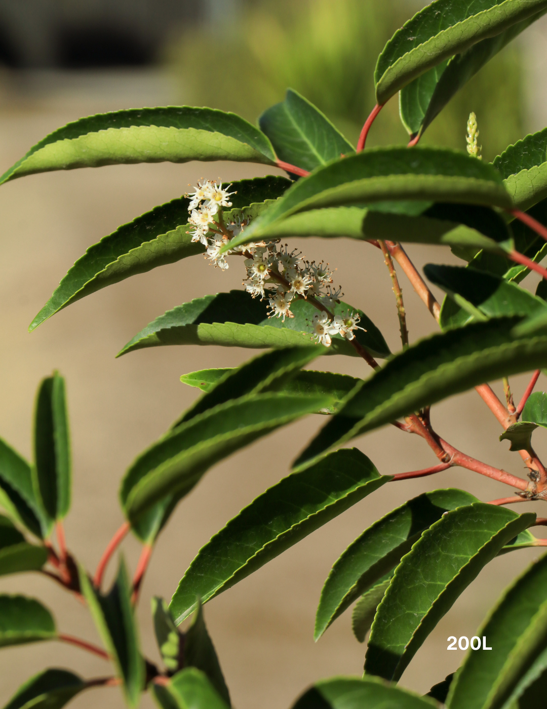 Prunus lusitanica - Portugese laurel - Evergreen Trees Direct