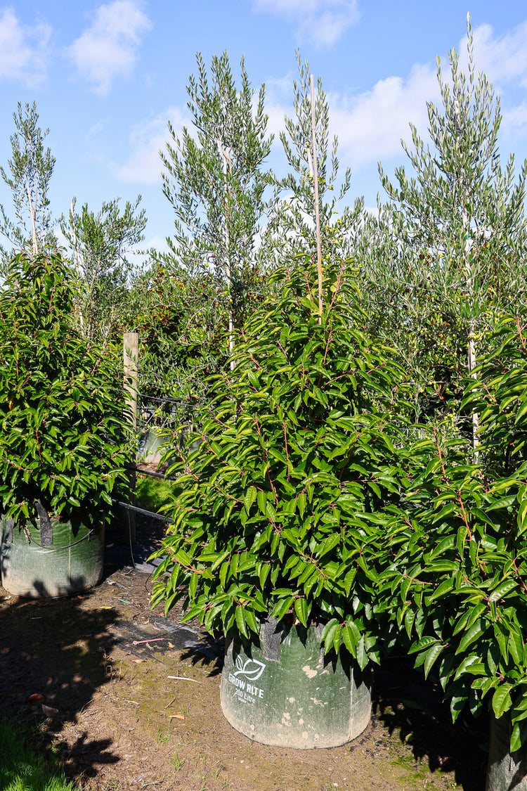 Prunus lusitanica - Portugese laurel