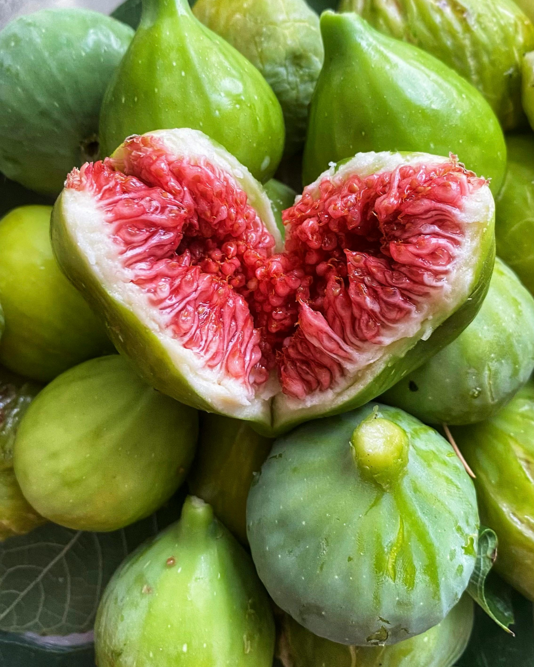 Ficus carica 'Preston Prolific Fig'