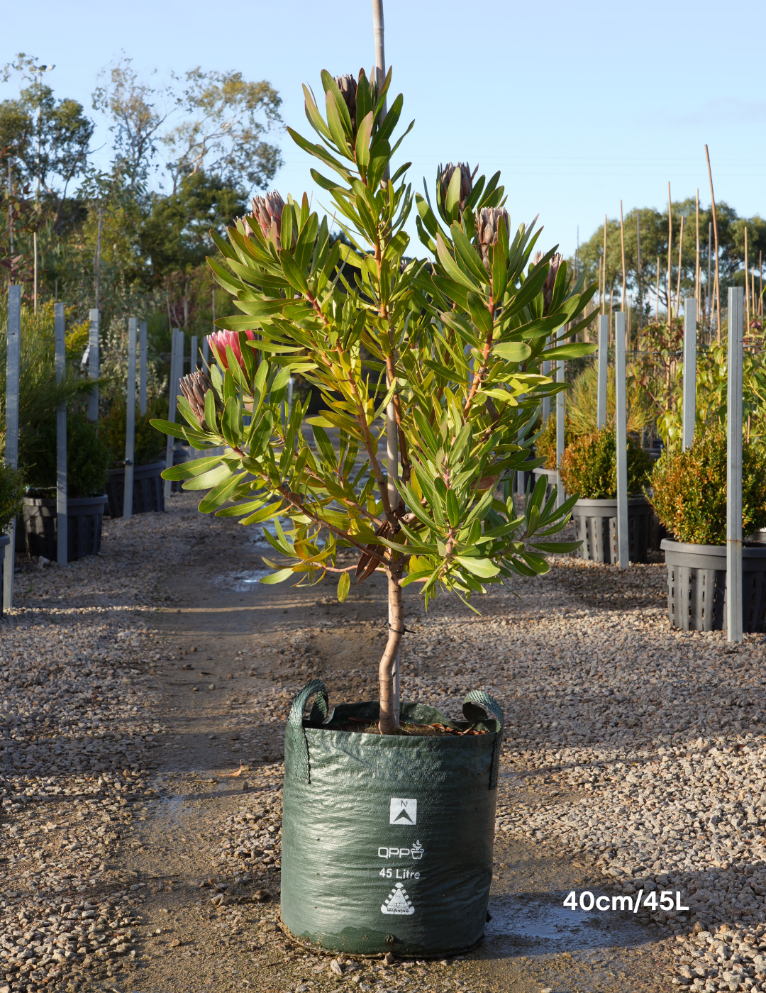 Protea 'Pink Ice' - Evergreen Trees Direct
