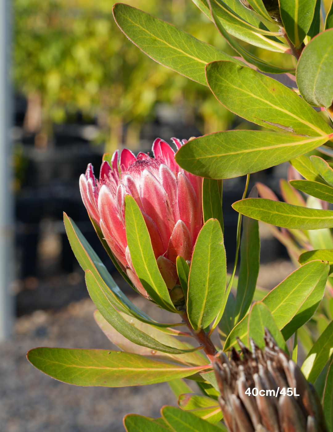 Protea 'Pink Ice' - Evergreen Trees Direct